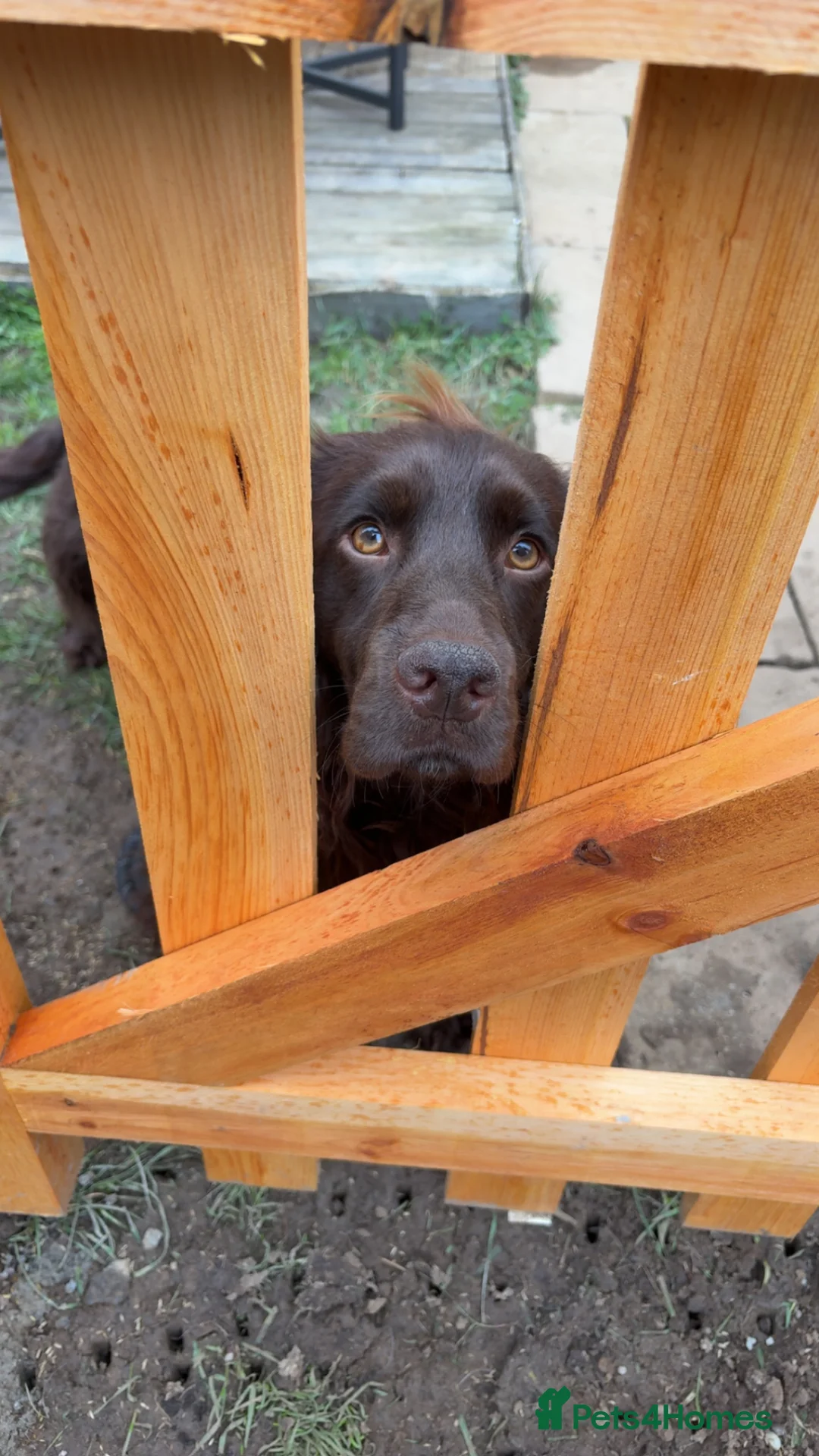 Cocker Spaniel dogs for sale: Chocolate cocker spaniel for sale  - Advert 2