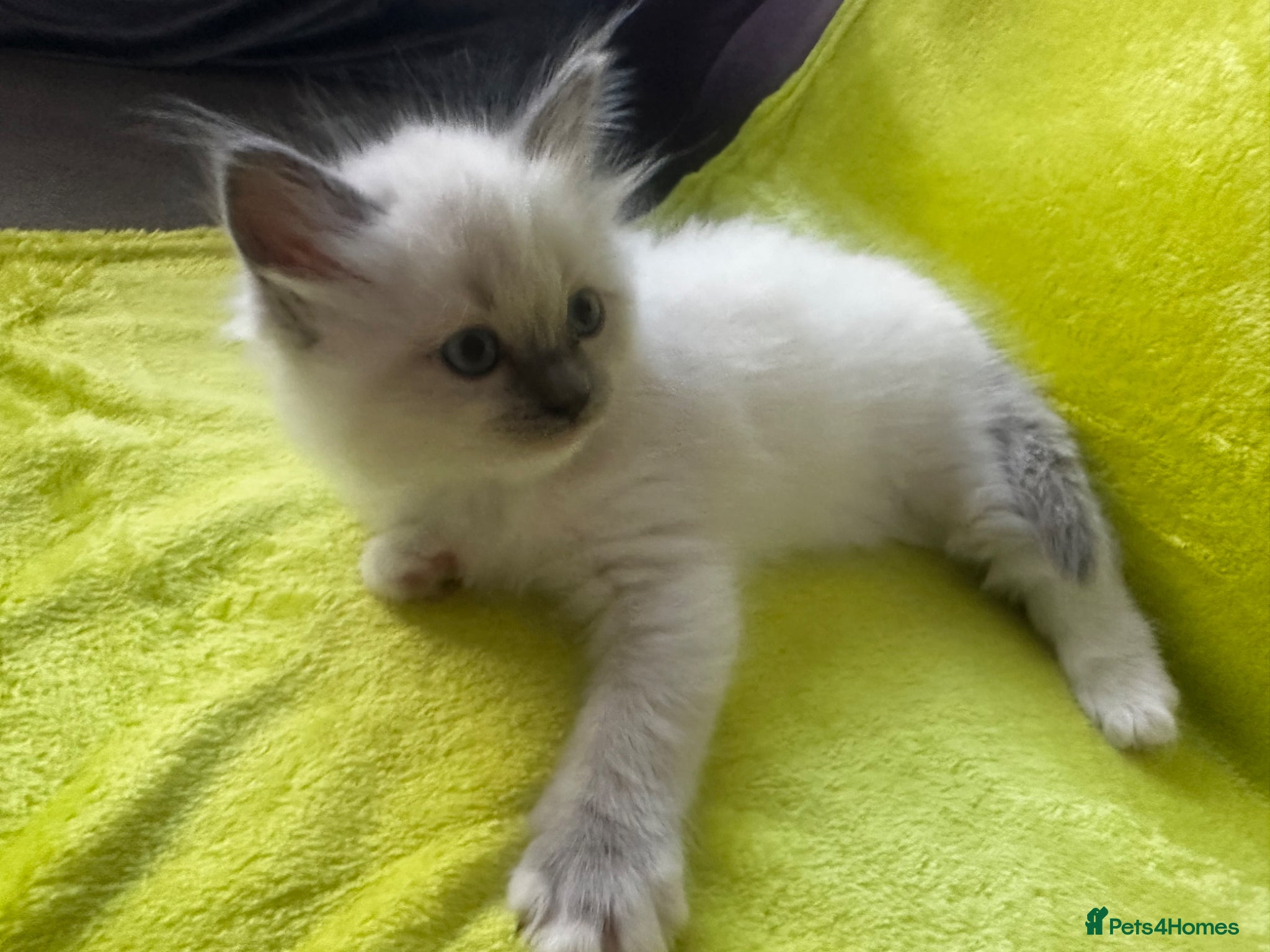 Ragdoll cats for sale: Beautiful Purebred Ragdoll Kittens - Advert 1