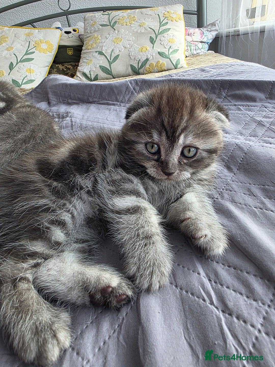 Scottish Fold cats for sale: Tabby Scottish Fold Kittens - Advert 31