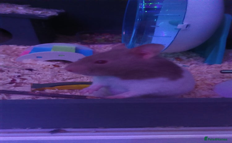 Hamster rodents - Advert 4