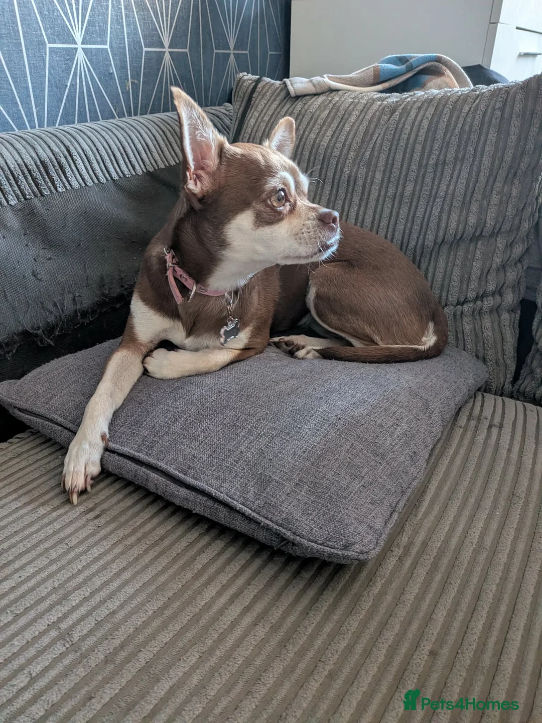 Mixed Breed dogs for sale: Peggy - Advert 2
