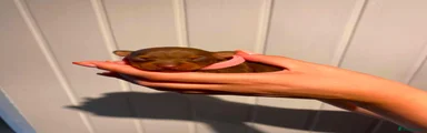 Chocolate and Tan female