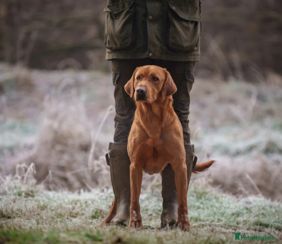 Labrador Retriever dogs for sale: 6 Pedigree Fox Red Labrador Puppies - Image 14