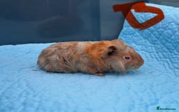 Guinea Pig rodents for sale: Baby guinea pigs  - Image 9