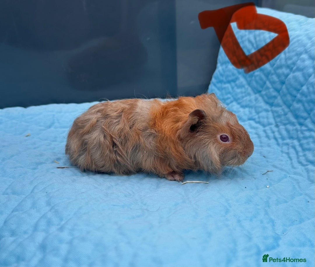 Guinea Pig rodents for sale: Baby guinea pigs  - Image 9