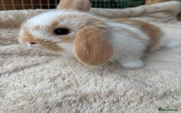 Mini Lop rabbits for sale: Adorable mini lop bunnies  - Image 8