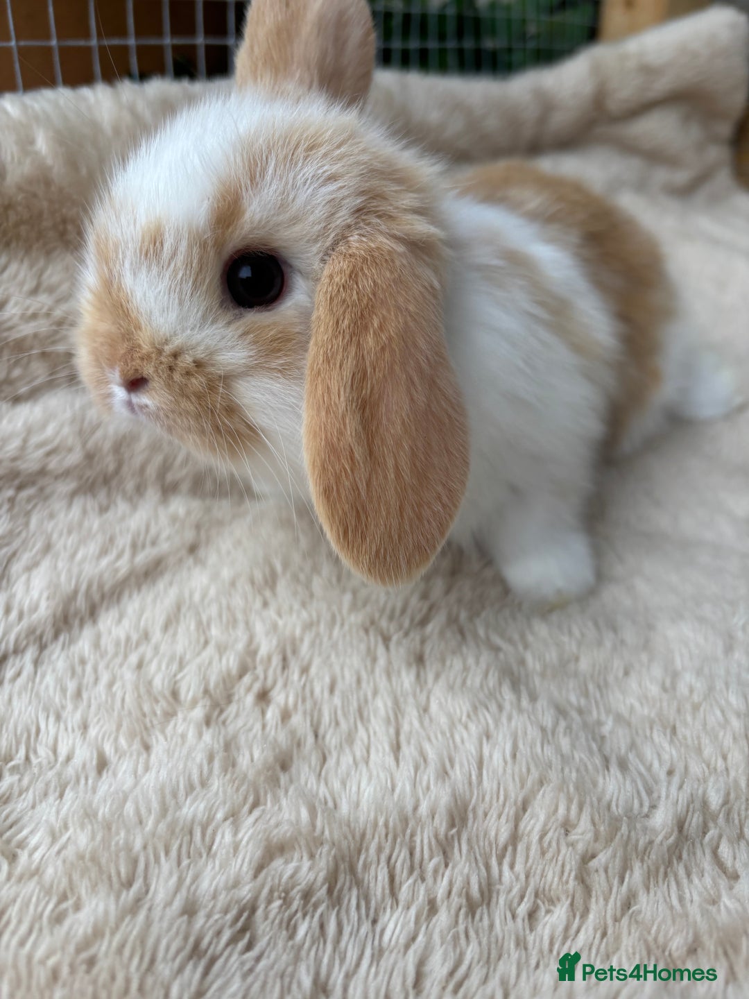 Mini Lop rabbits for sale: Adorable mini lop bunnies  - Image 8
