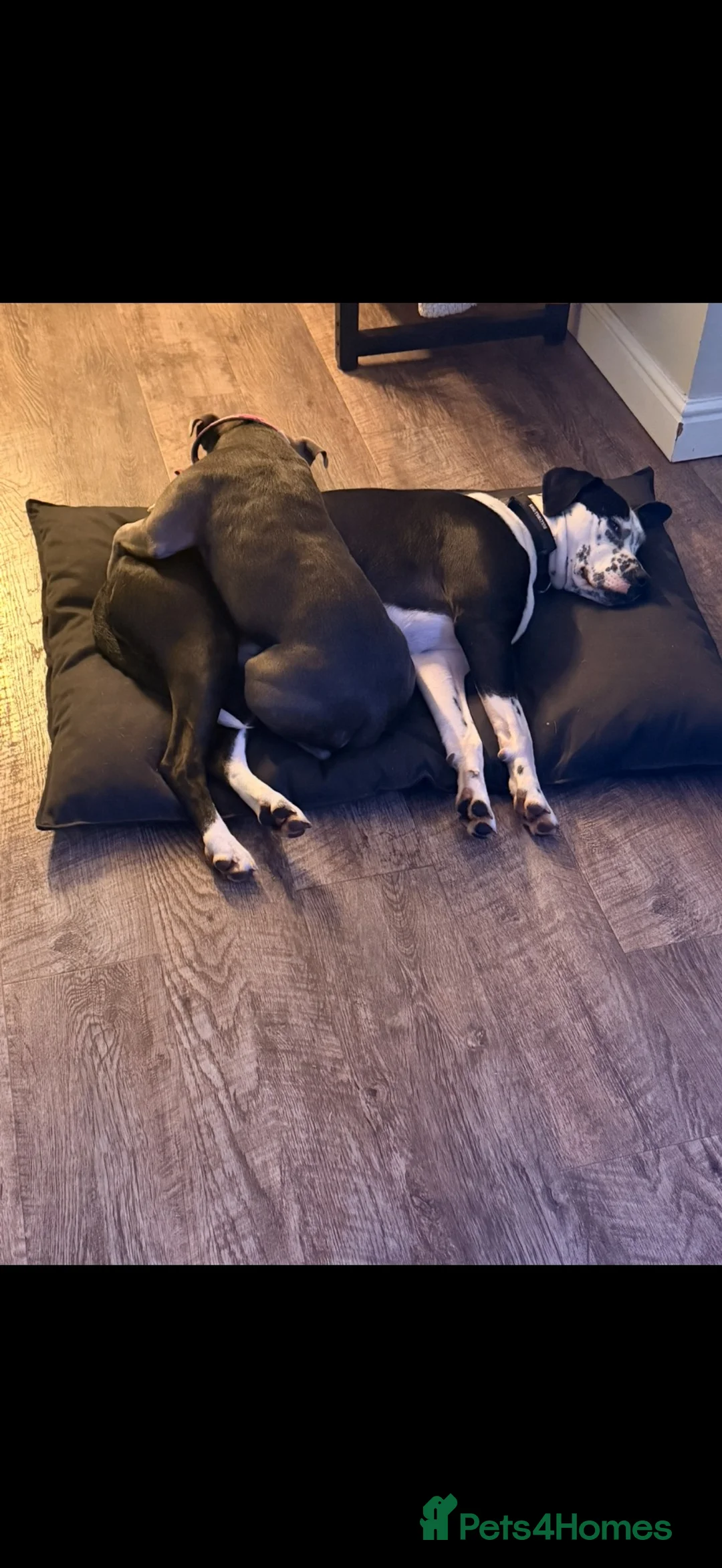 Mixed Breed dogs for sale: Reluctant re-homing of my boy.  in Swadlincote - Advert 7