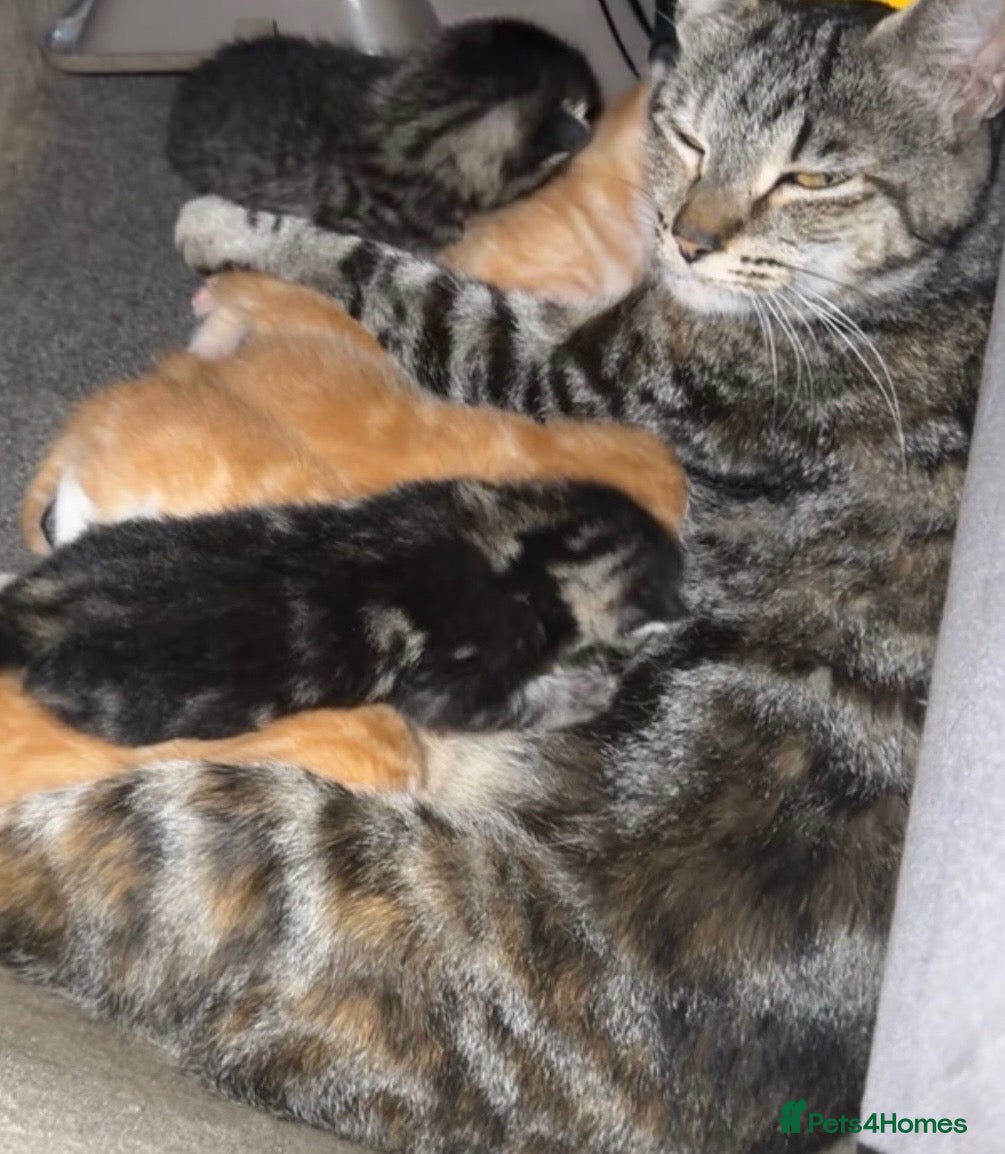 Mixed Breed cats 🐾GORGEOUS KITTENS LOOKING FOR THEIR 4EVER HOMES🐾 - Advert 1