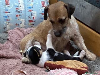 Mixed Breed dogs Beautiful mixed breed pups - Advert 15