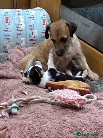 Mixed Breed dogs Beautiful mixed breed pups - Advert 4