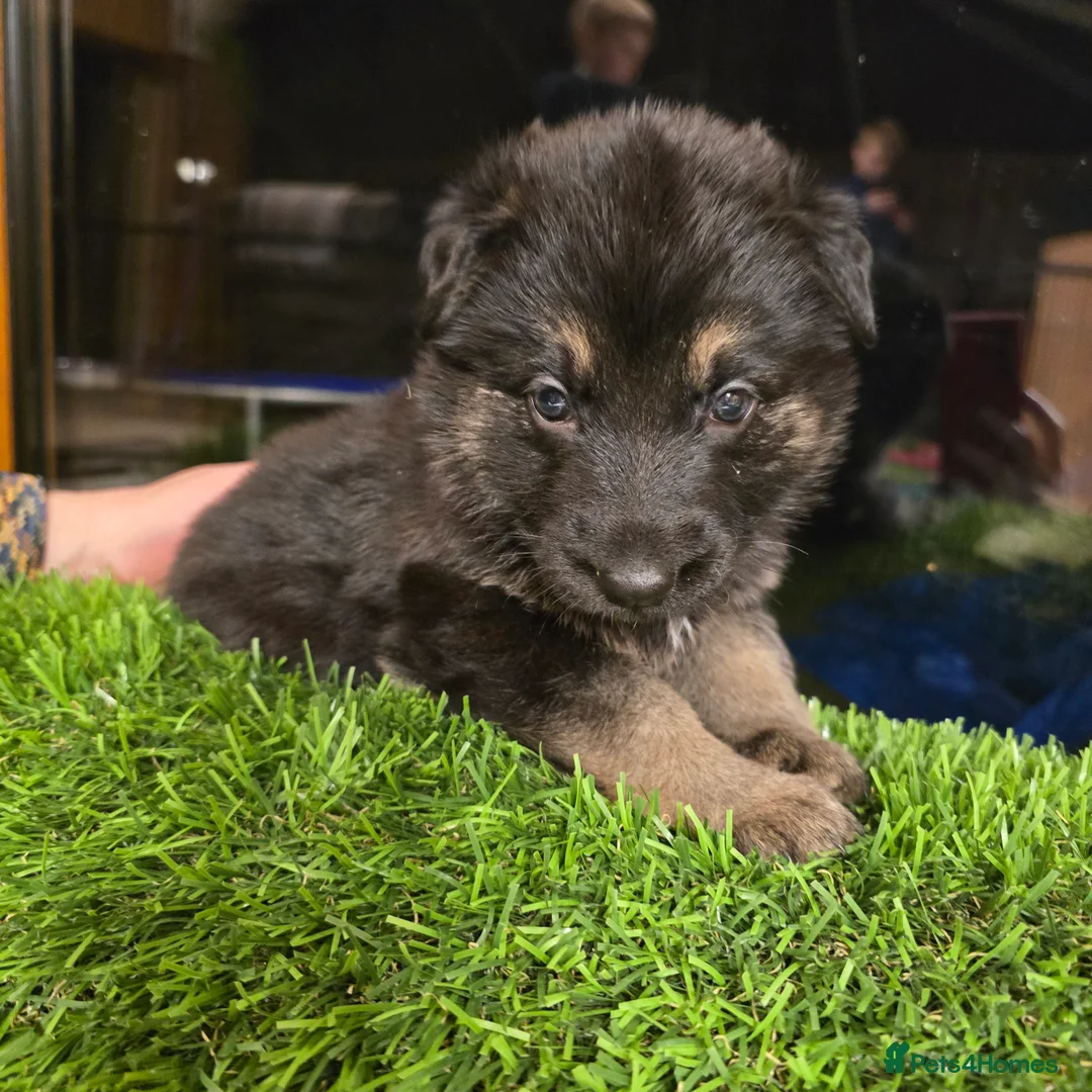 German Shepherd dogs for sale: Outstanding German Shepherd Puppies - Advert 22