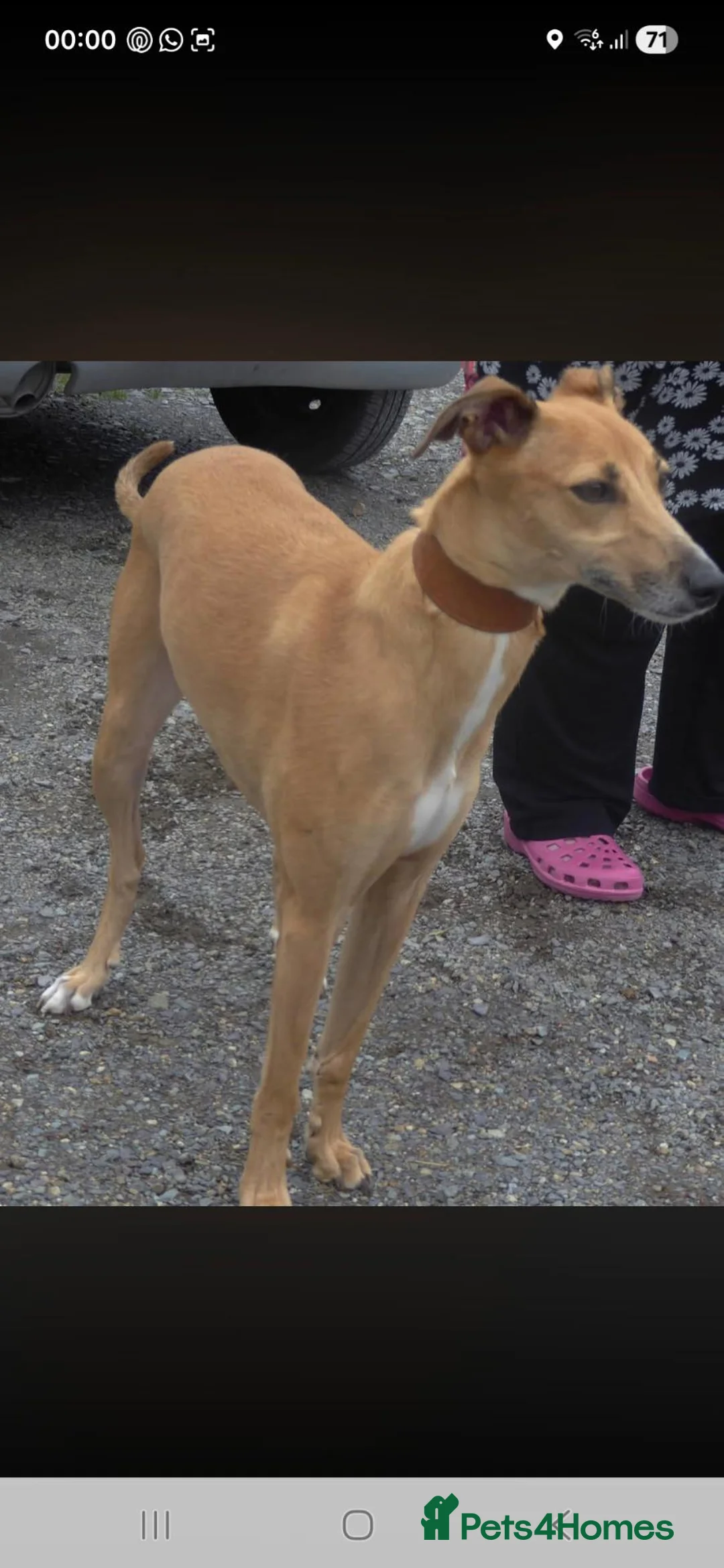 Mixed Breed dogs for sale: Lovely lively female lurcher  - Advert 2