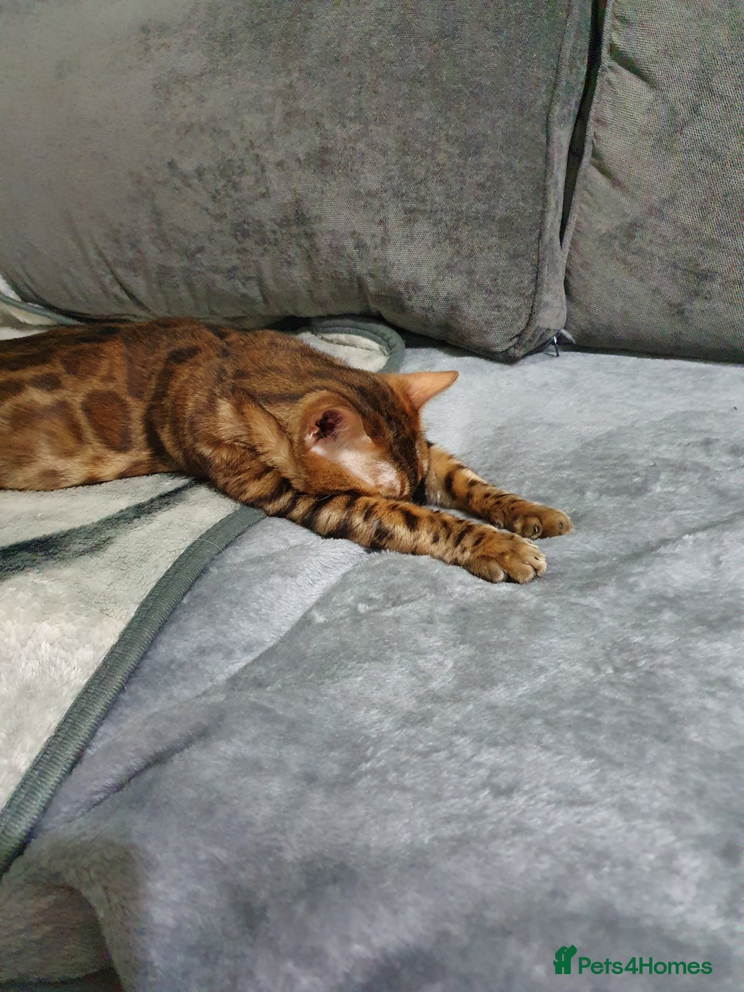 Bengal cats for sale: Retired Bengal girl - Image 2
