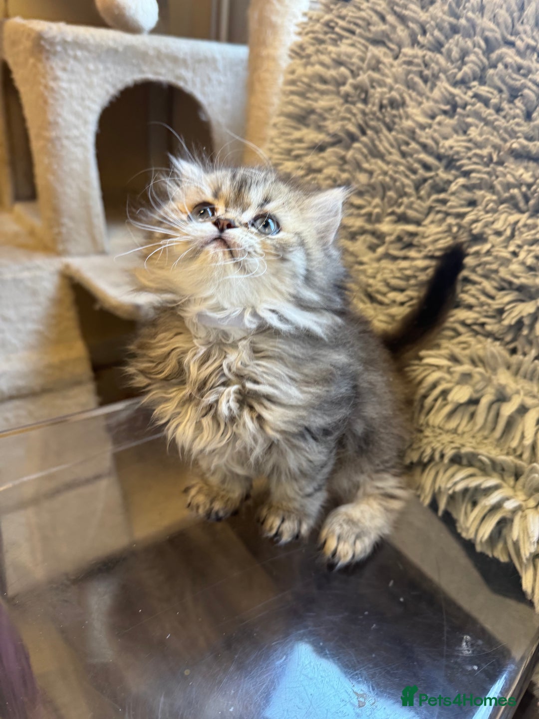 Persian cats for sale: Golden Persian Teddy Super Fluffy & Affectionate - Advert 2