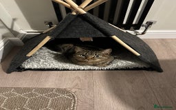 American Bobtail cats for sale: Cuddly Lap Cat - Image 3