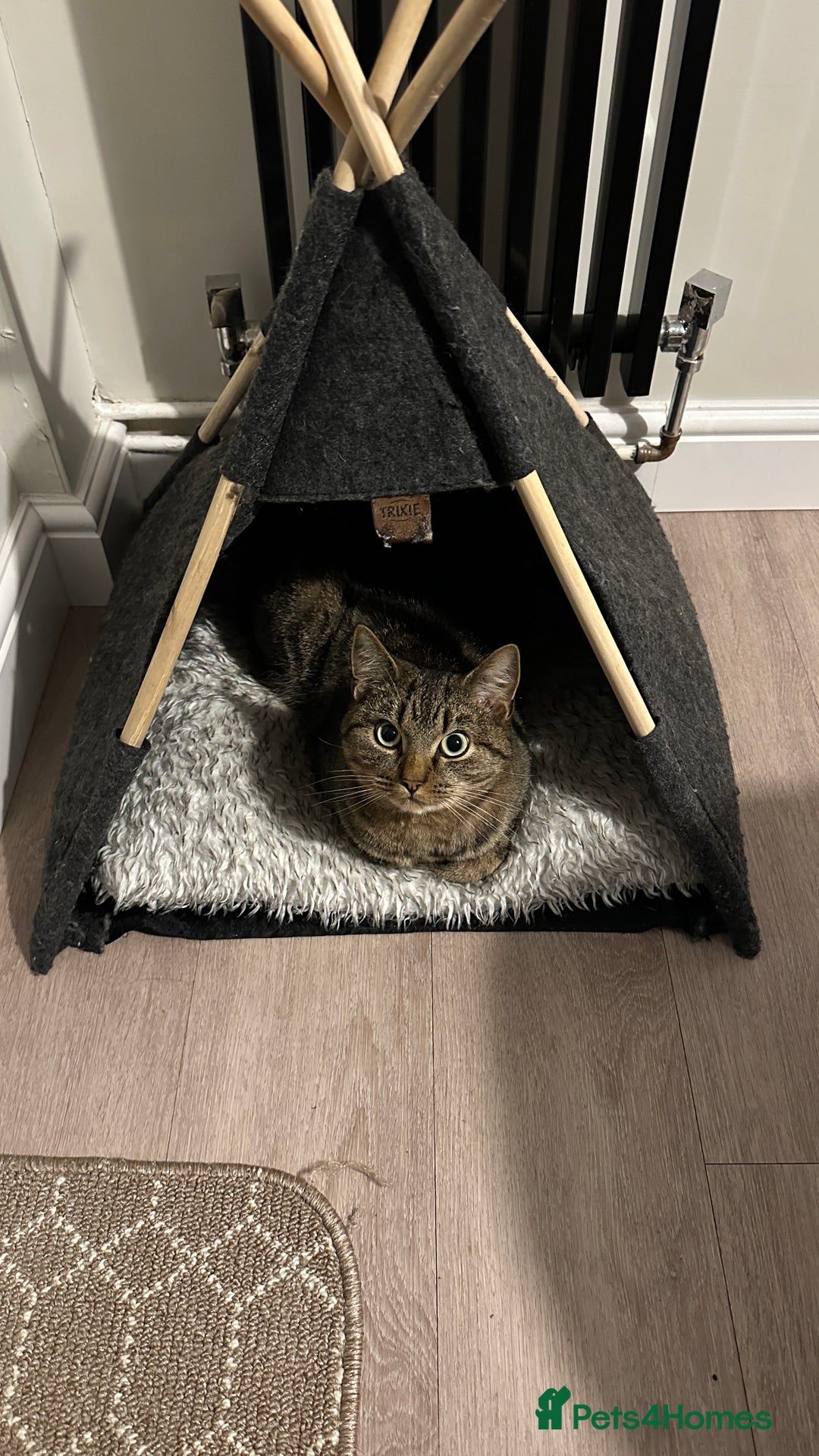 American Bobtail cats for sale: Cuddly Lap Cat - Image 3