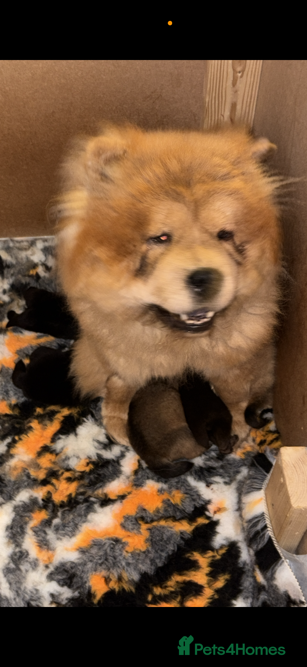 Chow Chow dogs  🐾 Exclusive Chow Chow Puppies  - Advert 2