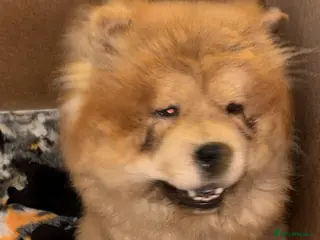 Chow Chow dogs 🐾 Exclusive Chow Chow Puppies - Advert 4