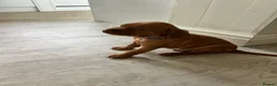 Hungarian Vizsla dogs for sale: 5 handsome hungarian vizsla puppies for sale - Advert 25