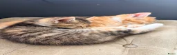 Maine Coon cats for sale: Mainecoon cross kittens - Advert 9