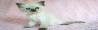 Boy Orange