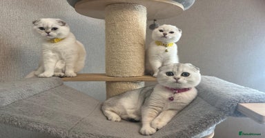 Scottish Fold cats - Advert 10