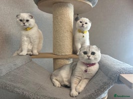 Scottish Fold cats - Advert 15
