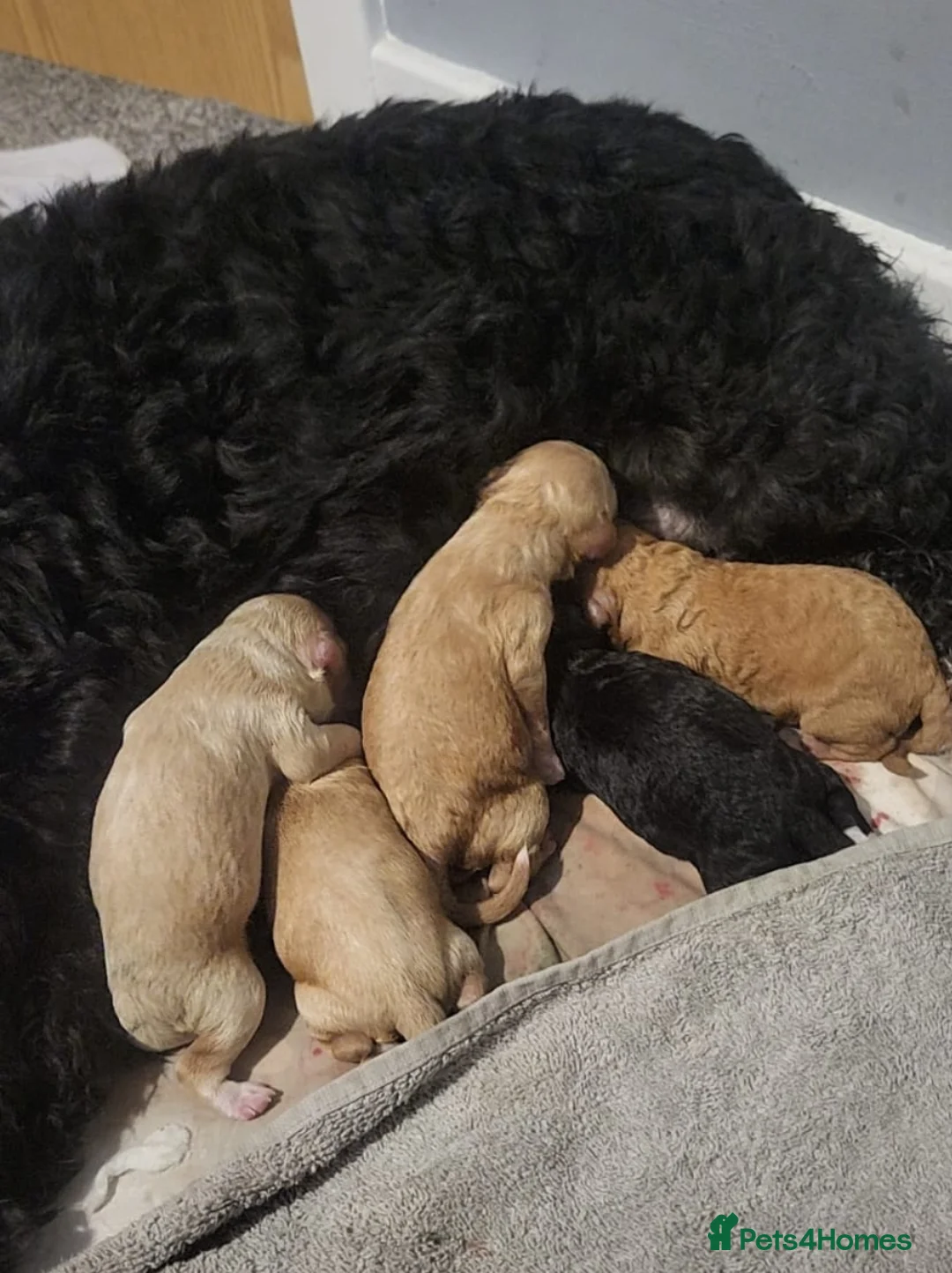 Miniature Poodle dogs for stud: Stunning Red Poodle for Stud in Motherwell - Advert 40