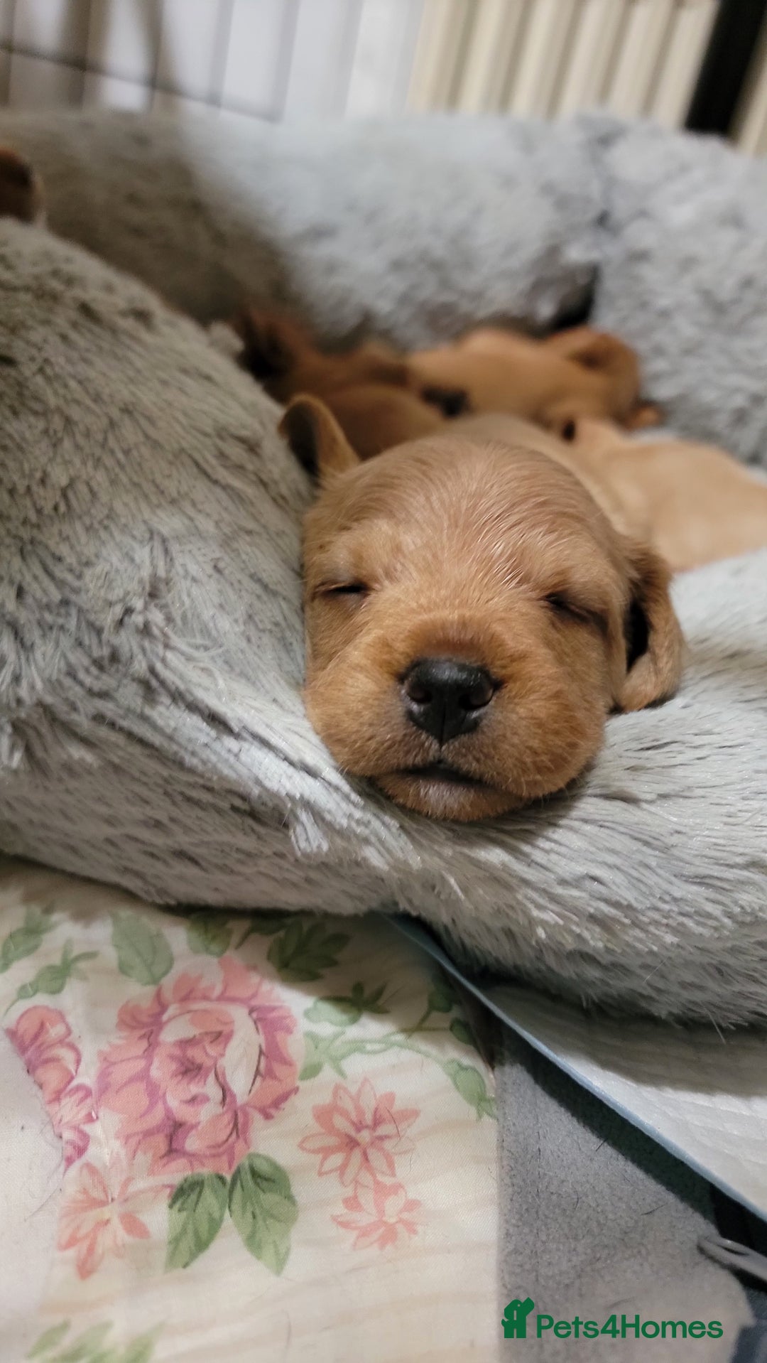 Mixed Breed dogs for sale: Frenchie x cockerpoo pups - Image 29