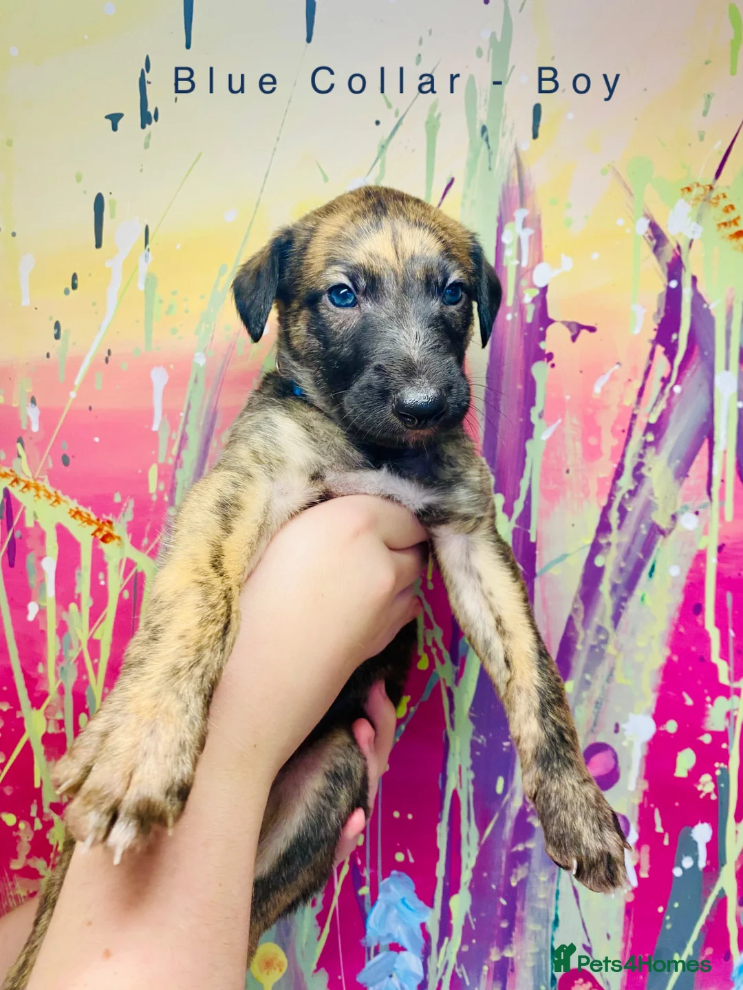 Lurcher dogs for sale: 6 Stunning Lurcher Pups Available 23rd March - Advert 25