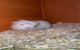 Guinea Pig rodents for sale: Baby Crested Guinea Pigs - Image 6
