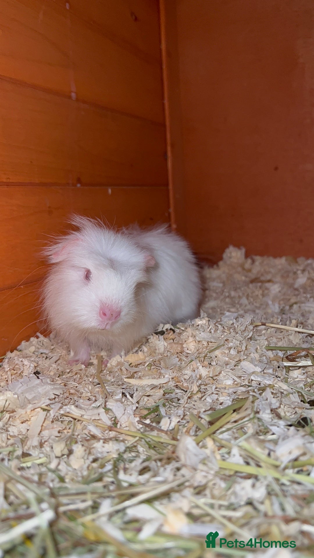 Guinea Pig rodents for sale: Baby Crested Guinea Pigs - Image 6