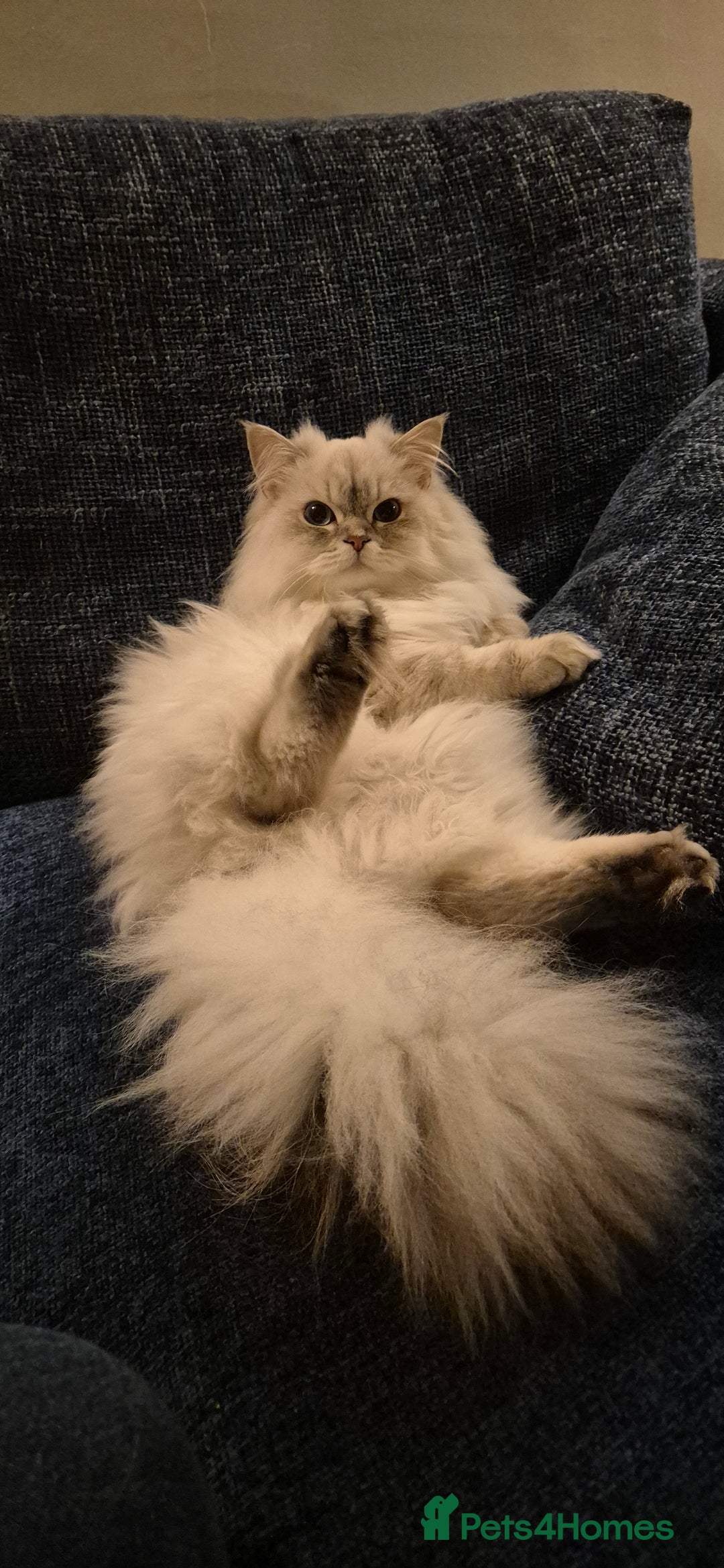 Scottish Fold cats for sale: Scottish Straight Longhair Male Neutered Blue Eyes - Advert 4