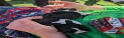 Mixed Breed rabbits for sale: 2 black and white rabbits in Gateshead - Advert 3