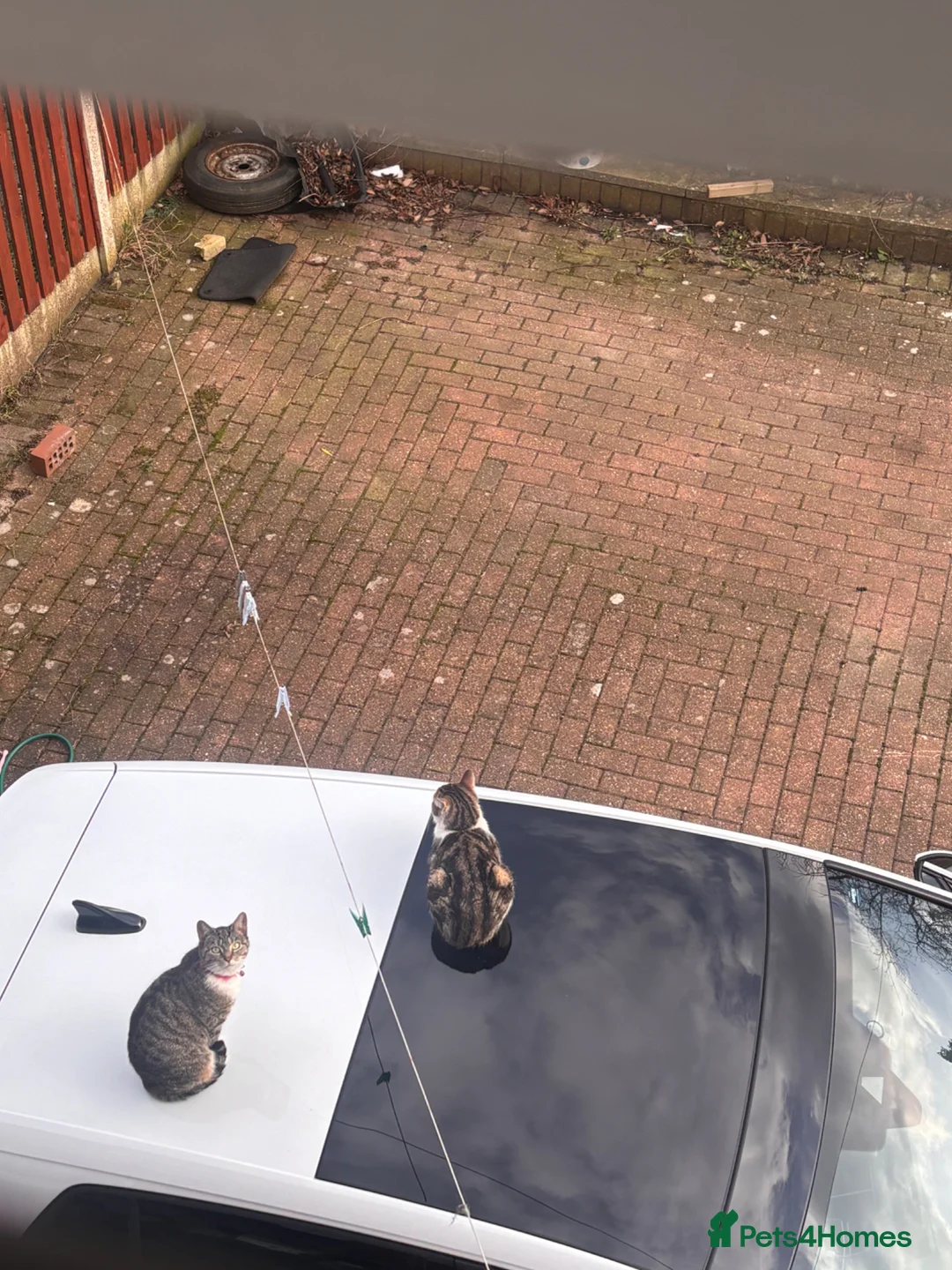 Mixed Breed cats for sale:     5 Playful Bengal Cross Kittens for sale  - Advert 10