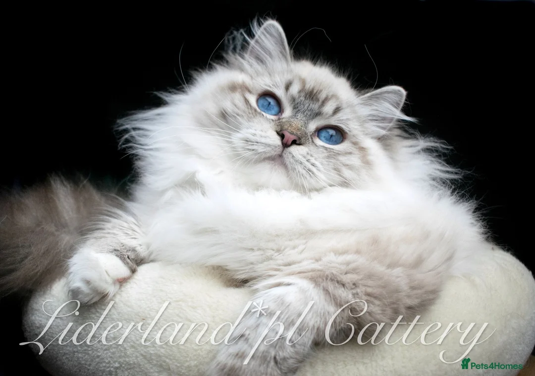 Ragdoll cats for sale: Ragdoll male kitten gccf active - Advert 17