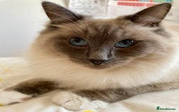 Ragdoll cats for sale: Gorgeous Mitted Bluepoint Ragdoll - Image 20
