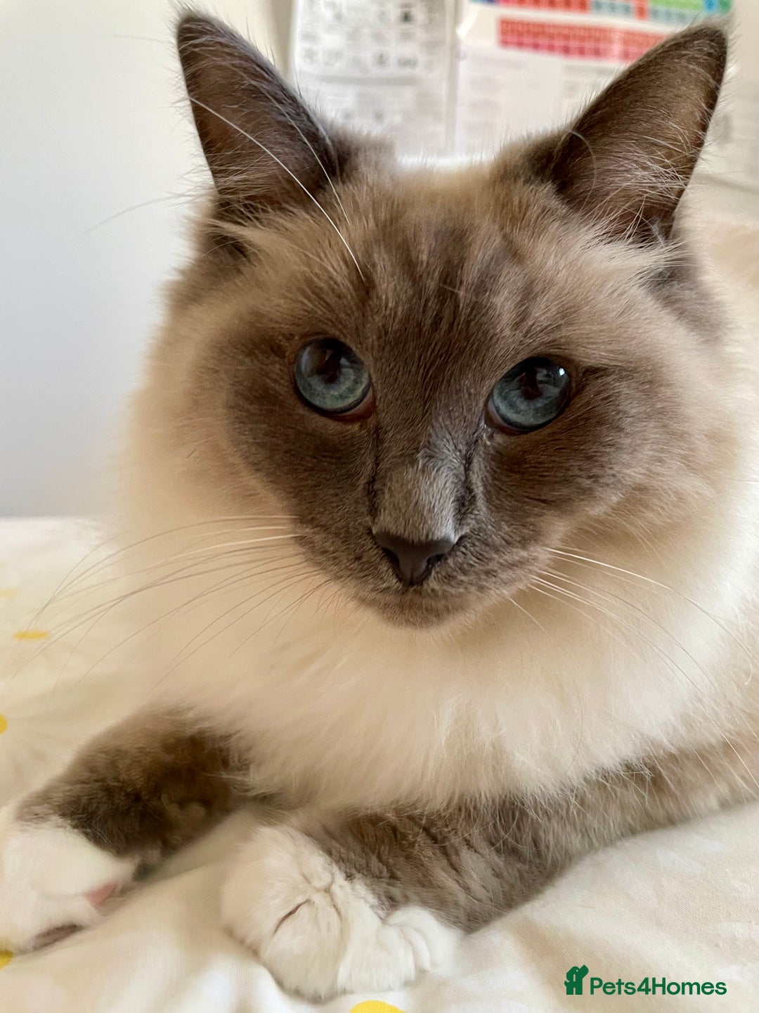 Ragdoll cats for sale: Gorgeous Mitted Bluepoint Ragdoll - Image 20