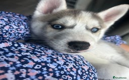 Siberian Husky dogs for sale: Full Pedigree Siberian Husky/Huskies puppies  in Blackpool - Image 15