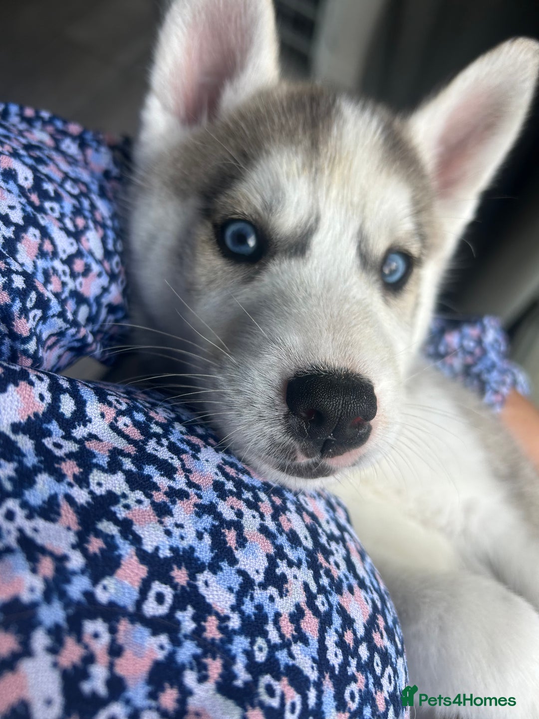 Siberian Husky dogs for sale: Full Pedigree Siberian Husky/Huskies puppies  in Blackpool - Image 15