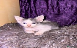 LaPerm cats for sale: 4 Stunning La perm cross kittens - Image 3