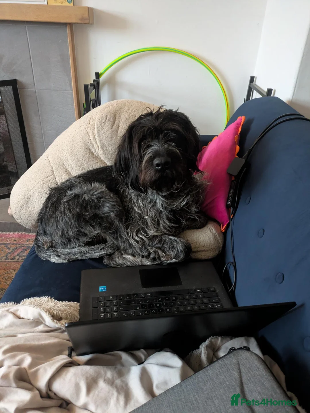 Mixed Breed dogs for sale: Wired Haired Pointer  in Lockerbie - Advert 2