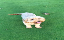 Cockapoo dogs for sale: Toy F1B cockapoo pups - Image 18