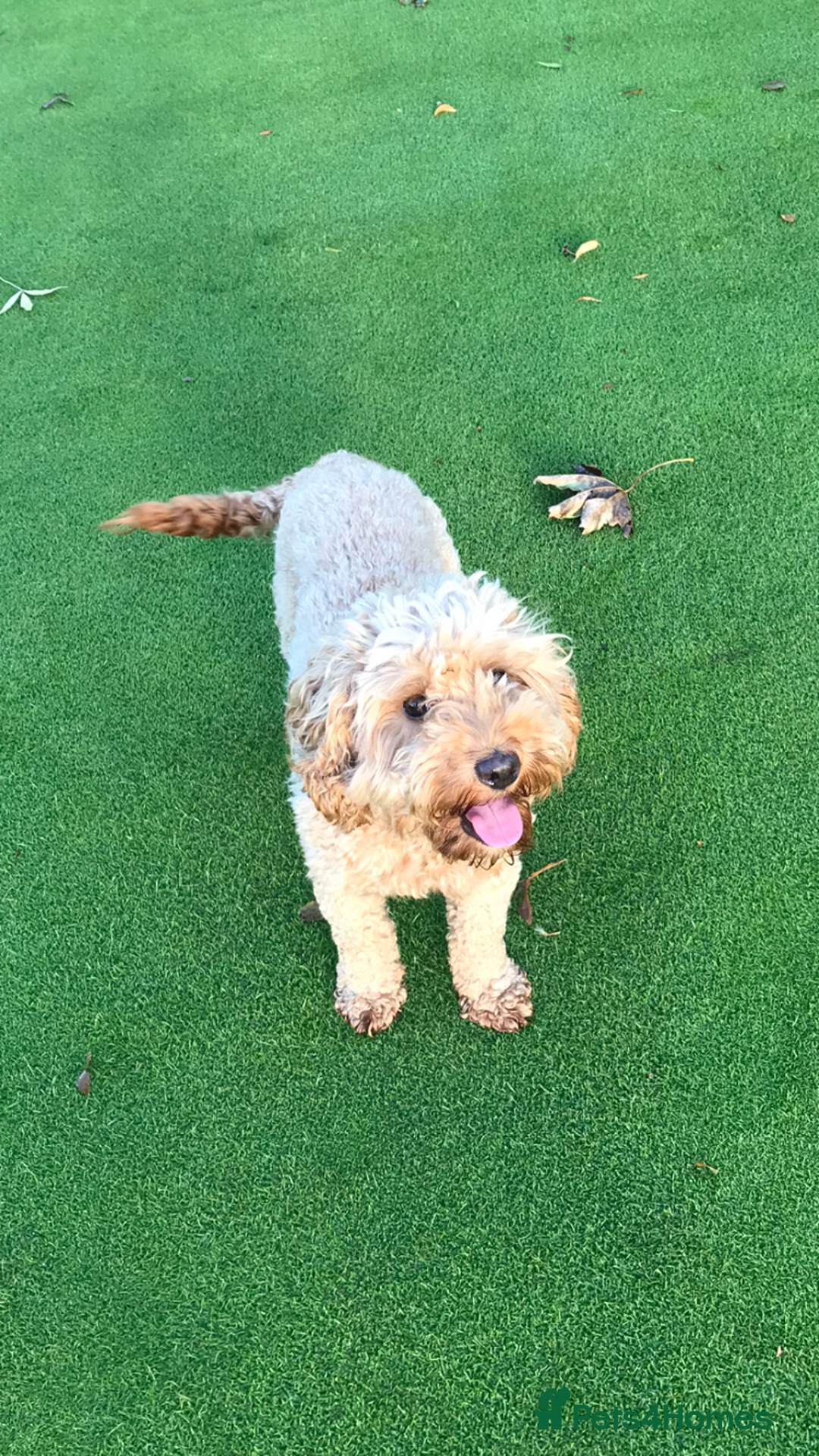 Cockapoo dogs for sale: Toy F1B cockapoo pups - Image 18