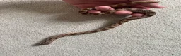 Mixed Breed reptiles for sale: Male Conda hognose - Advert 6