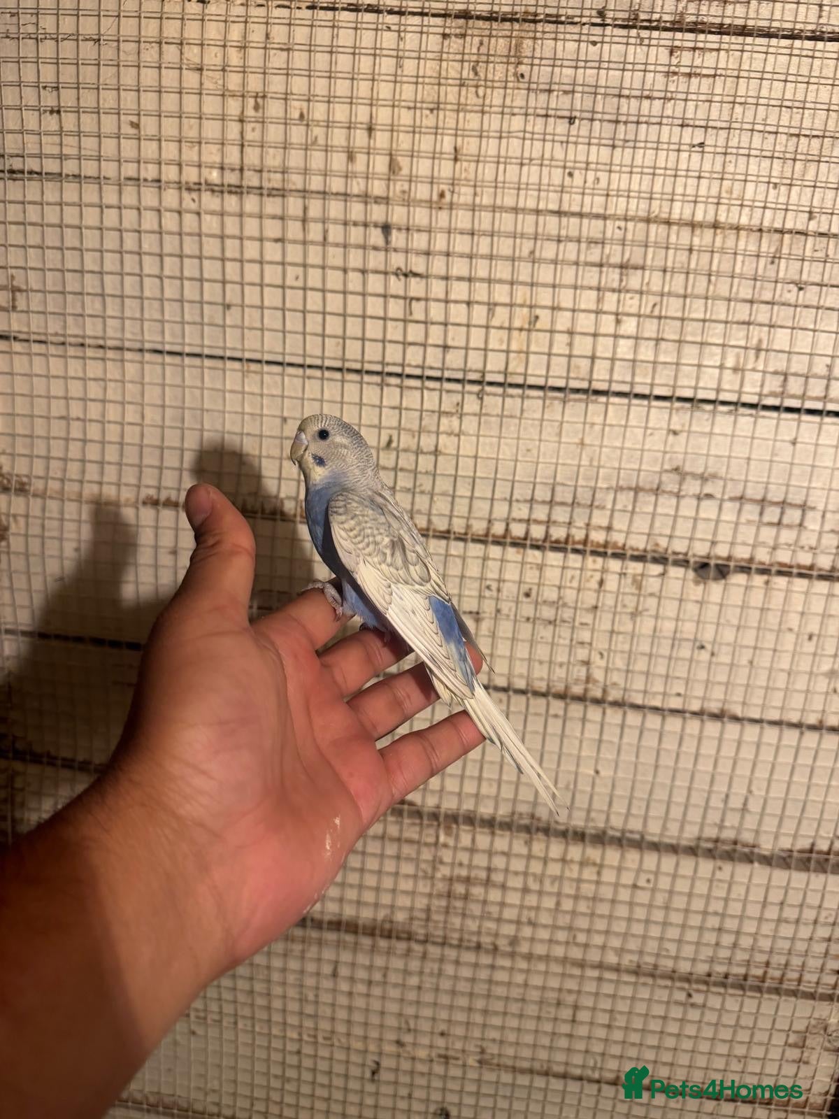 Budgerigars birds Budgies for sale £40 each collection mk404nn - Advert 6