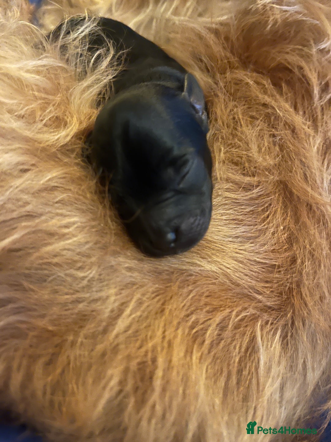 Jackapoo dogs for sale: Gorgeous little Jackapoo pup for sale  - Advert 6