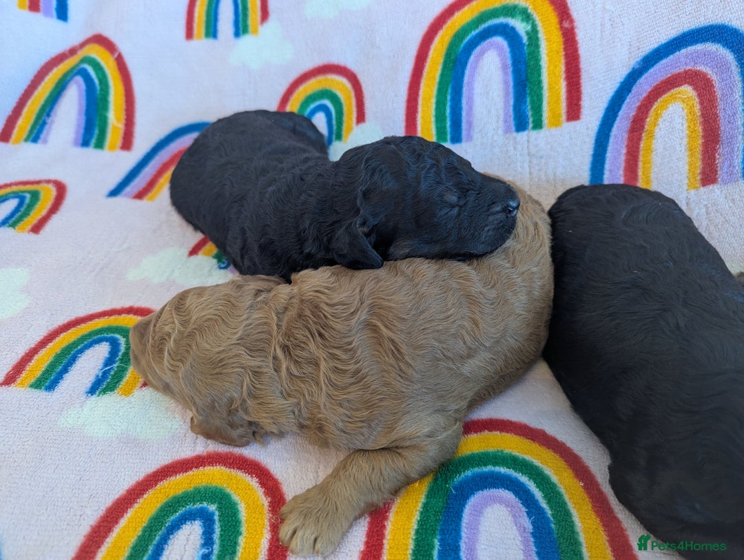 Miniature Poodle dogs for sale: Stunning Red & Phantom Miniature/Moyen Poodles - Image 14