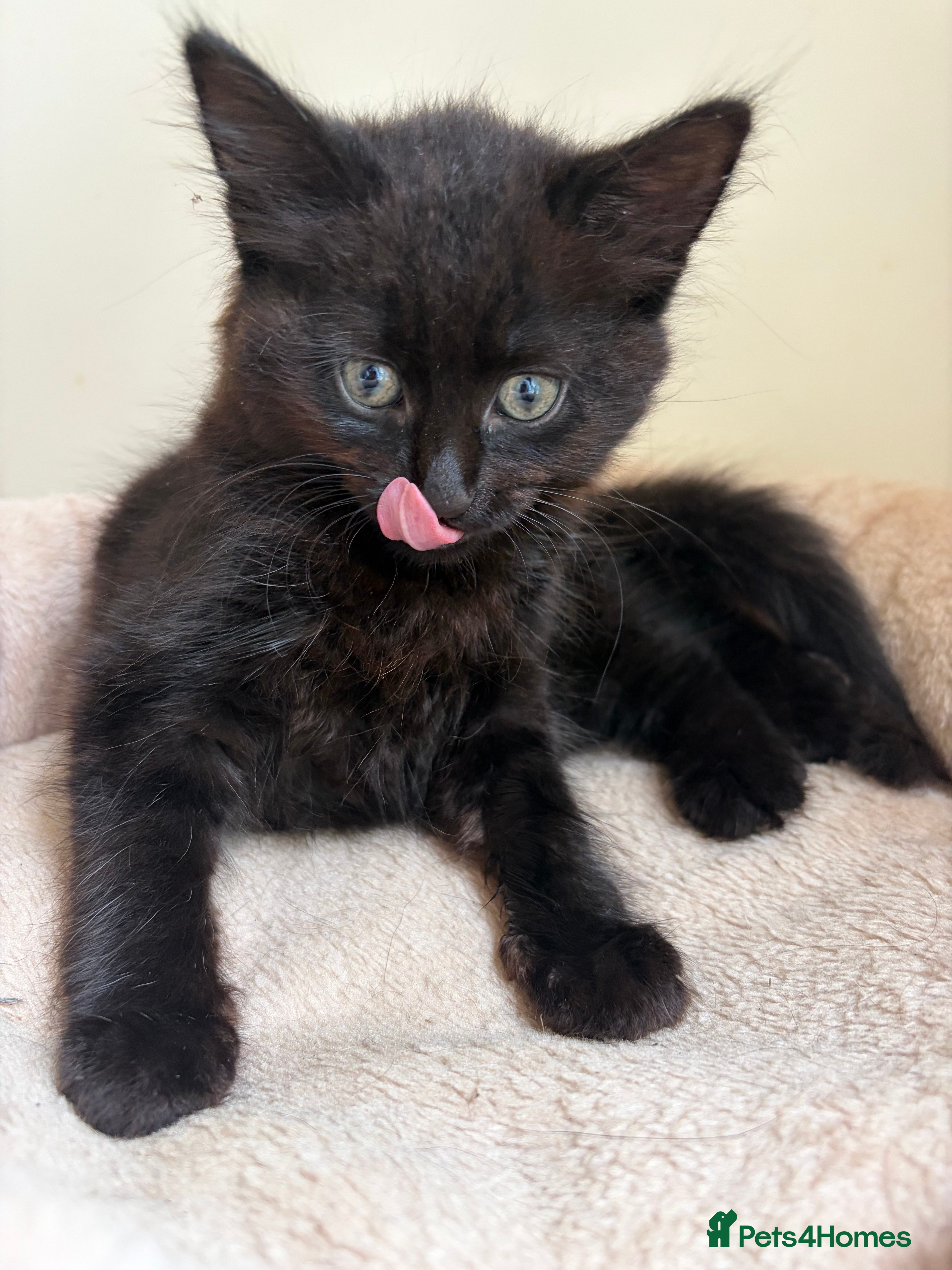 Mixed Breed cats Precious Little Fur Babies - Advert 2